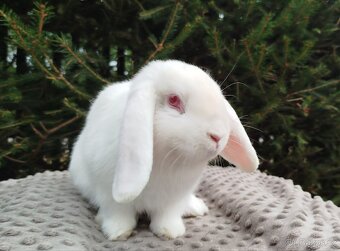 Zakrslý beránek, králíček, králík - WILLIAM - 7