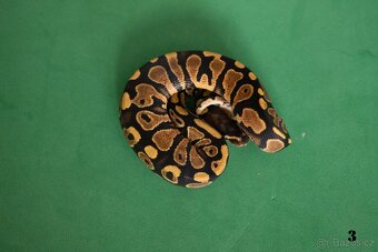 Krajta královská/python regius - 7