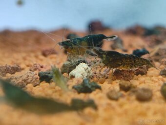 Neocaridina akvarijní krevetky - 7
