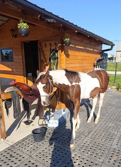 APH hřebeček s Andělem na hlavě - 7