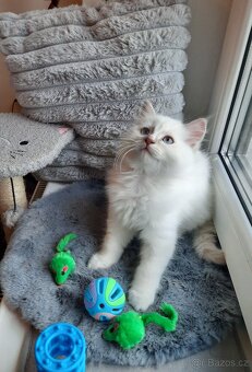 Prodám koťata Ragdoll bez PP - 7