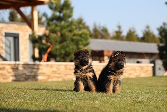 Německý ovčák štěňata - 7