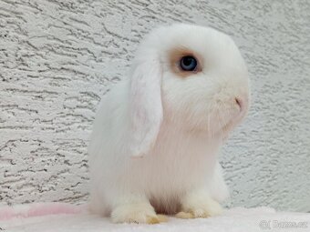 Volná samička - Anglický Zakrslý Beránek MiniLop🍑 - 7