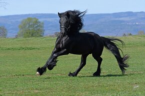 Fellský pony - plemenný hřebec na prodej - 7