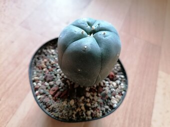 Kaktusy sbírka 5 kaktusů Astrophytum a Lophophora - 7