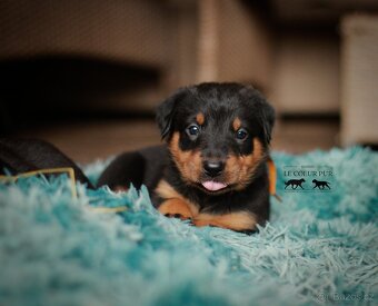 Beauceron - štěňátka k rezervaci - 7
