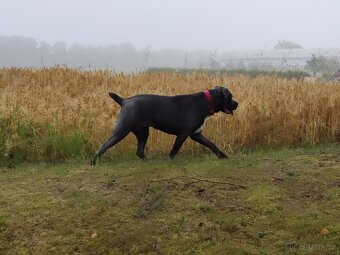 Cane corso - štěňata s PP (FCI) - 7