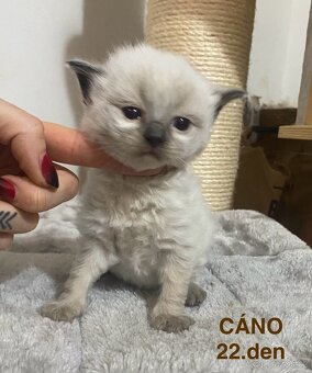 Ragdoll koťata s PP (FIFE) - 7