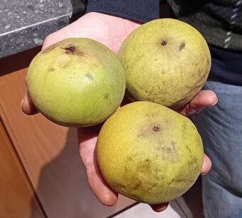 Ořech černý sazenice."Orech čierny - Kotora" - 7