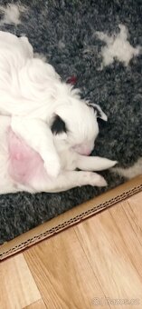 Čínský chocholatý pes - 7