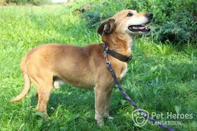 pan Brokolička - pejsek k adopci - 7