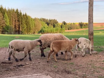 Prodám letošní jehňata - kříženci Suffolk - 7