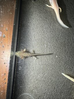 Axolotl mexický - Vodní dráček - 7