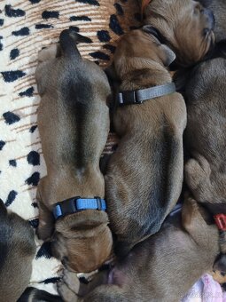 Rhodeský ridgeback - 7