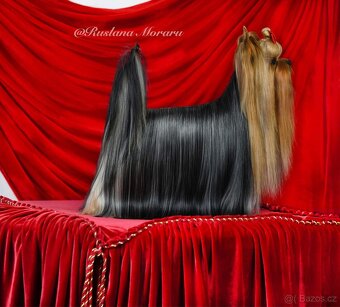 Jorkšírsky teriér s PP FCI, fenečky - 7