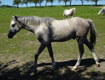 Prodám hřebečka Welsh pony, sekce B, s PP. - 7