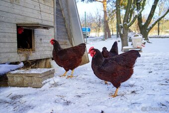 Rodajlendka červená 🥚🐣 (násadová vejce i kuřátka) - 7