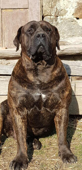 boerboel ballotada -chovná fena 1 rok - 7
