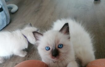 Ragdoll koťátka - 7