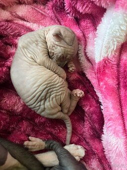 Kanadský sphynx - 7
