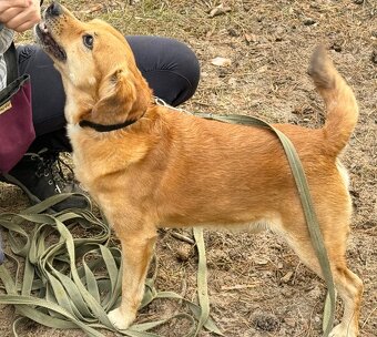 PINGI K ADOPCI - akční veselý mazel, vhodný k dětem - 7
