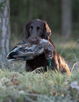 Prodám posledního černého Flat coated retrievera - 7