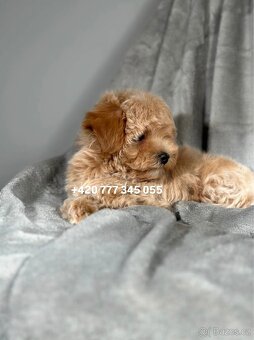 Maltipoo F1 Caramel, 3 měsíce - 7