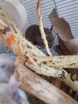 Osmák degu - 7