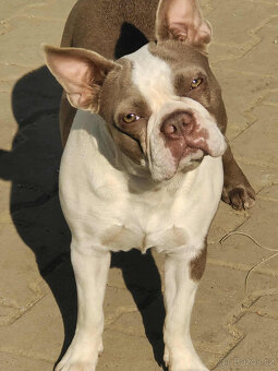 bostonský teriér  s PP  - modrý+lilac pejsek,  modrá holčiča - 7