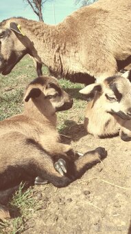 Kamerunská ovce - 7