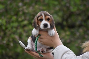 štěňata bígl - 7