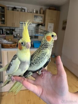 Ochočená korela mládě - 7