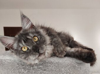 Maine coon, nainska myvalia s PP - 7