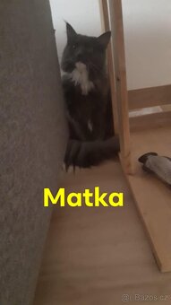 Koťátka Mainská mývalí - 7