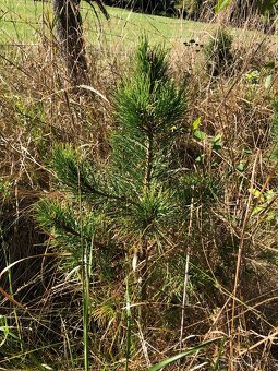 Sibiřský Cedr / Pinus Sibirica - 7
