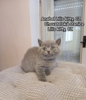 Britská Modrá koťátka s PP - 7