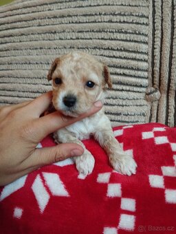 Maltipoo - 7