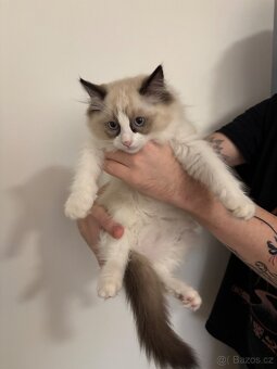Koťátka Ragdoll - 7