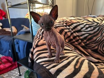 Prodám koťata Sphynx-Elf, Elf-Strike - 7