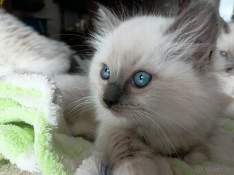 Koťátka Ragdoll s PP na luxusního mazlíčka - 7