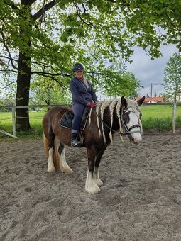 3 léta klisna Irsky Cob - 7