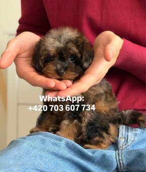 štěňátko maltipoo v černo-hnědé barvě Fenka - 7