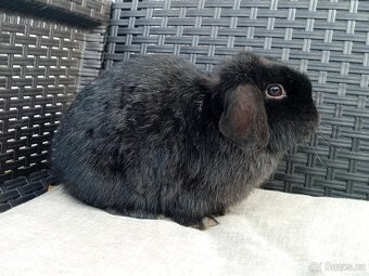 Volný Sameček - Anglický Zakrslý Beránek MiniLop🍑🧡 - 7