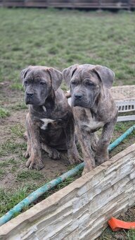 Cane Corso s PP - 7