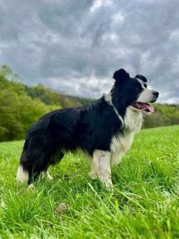 Border kolie ke krytí - 7