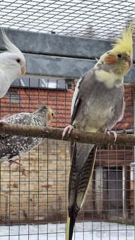 Korely chocholaté - 7