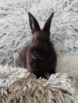 Zakrslý králík - 7