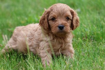 Cavapoo štěňátka - 7