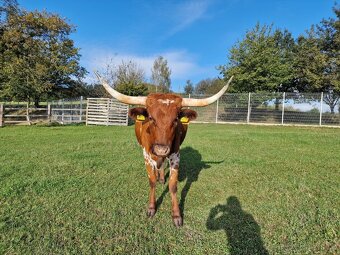 Plemenný býk Texas Longhorn na prodej - 7