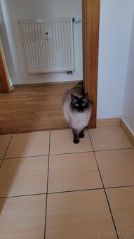 Dám do adopce kocourka Ragdolla - 7